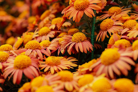 花园里的橙色菊花特写美丽的秋花背景柔和的焦点和照明背景模糊图片