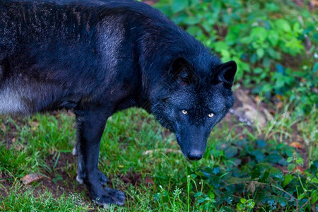 森林里的黑野狼背景图片