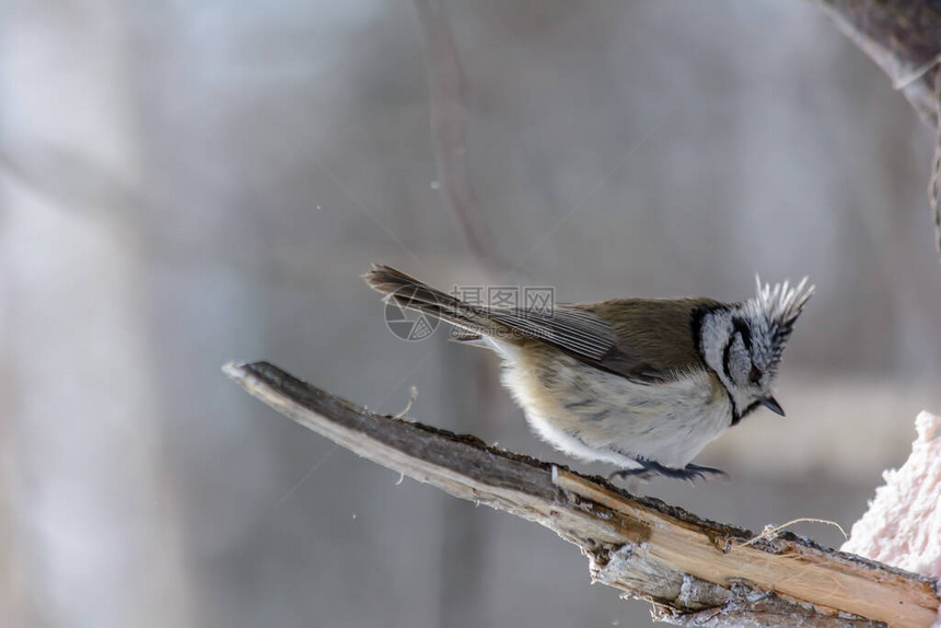 一只鸟在寒冷的冬天在喂食图片