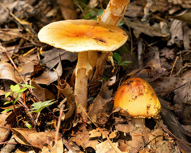 两种蘑菇处于不同的增长阶段图片