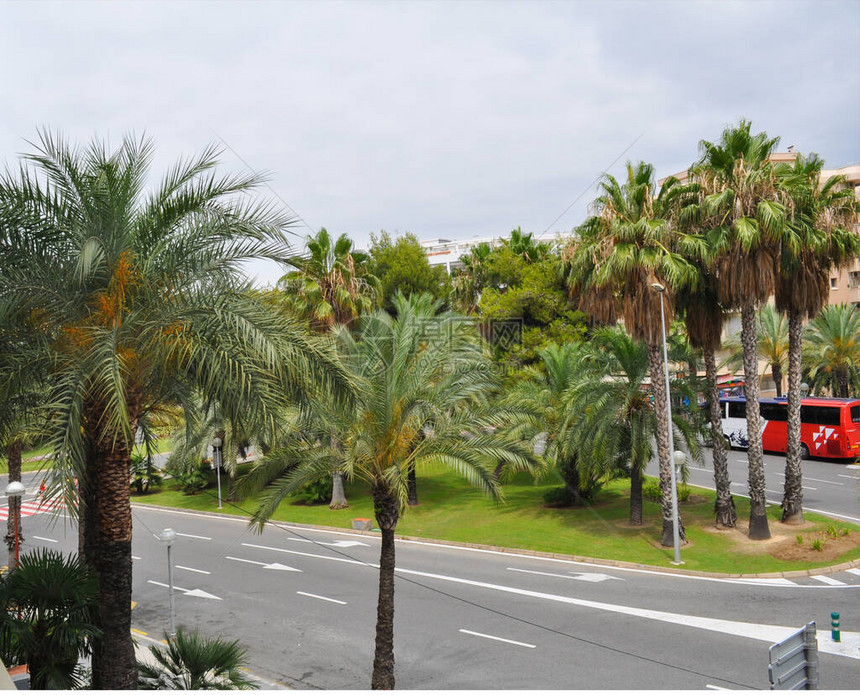 棕榈树和城市的道路图片