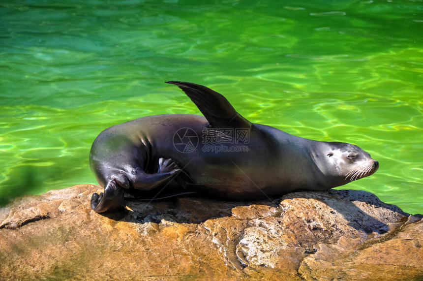 年轻海豹在水边阳图片