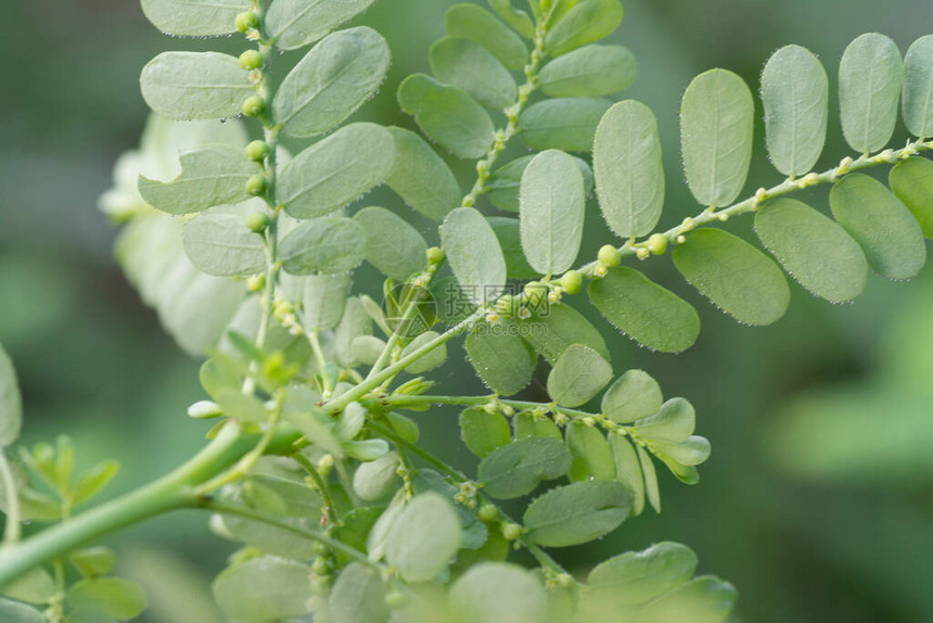 生长在野外的叶下珠植物图片