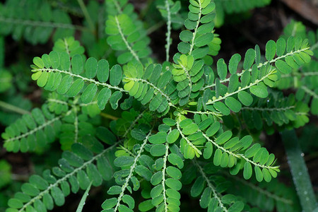 生长在野外的叶下珠植物图片