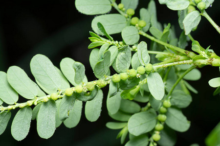 生长在野外的叶下珠植物图片