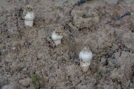 新鲜的白蚁蘑菇从地球上发芽图片