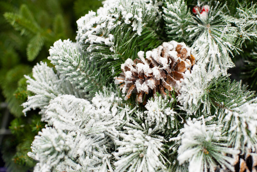 雪中圣诞树上的天然冷杉球果节日背景壁纸背景新年和圣诞节用于设计的环保人造图片