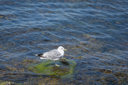 海藻绿色的石头上的海鸥图片