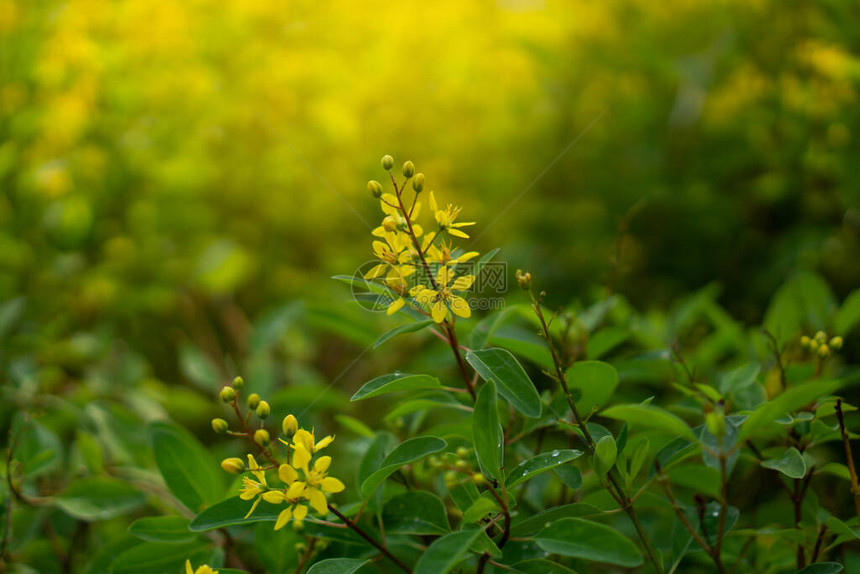 在绿色和黄色模糊背景上绽放的金色淋浴花丛的黄色小花瓣图片