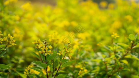 在绿色和黄色模糊背景上绽放的金色淋浴花丛的黄色小花瓣背景图片