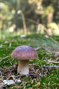 被苔藓包围的森林中的蘑菇图片