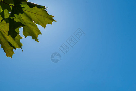 蓝天背景上的绿色枫叶图片