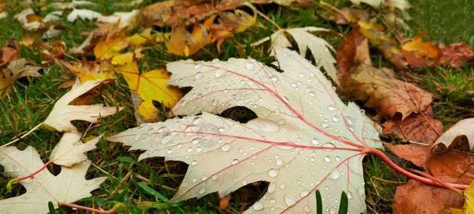 秋叶上下水滴清晨的雨滴图片