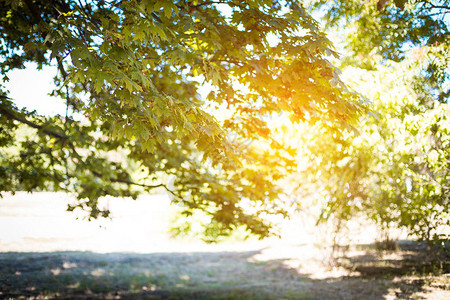 阳光照耀的一棵树上的模糊枝夏图片