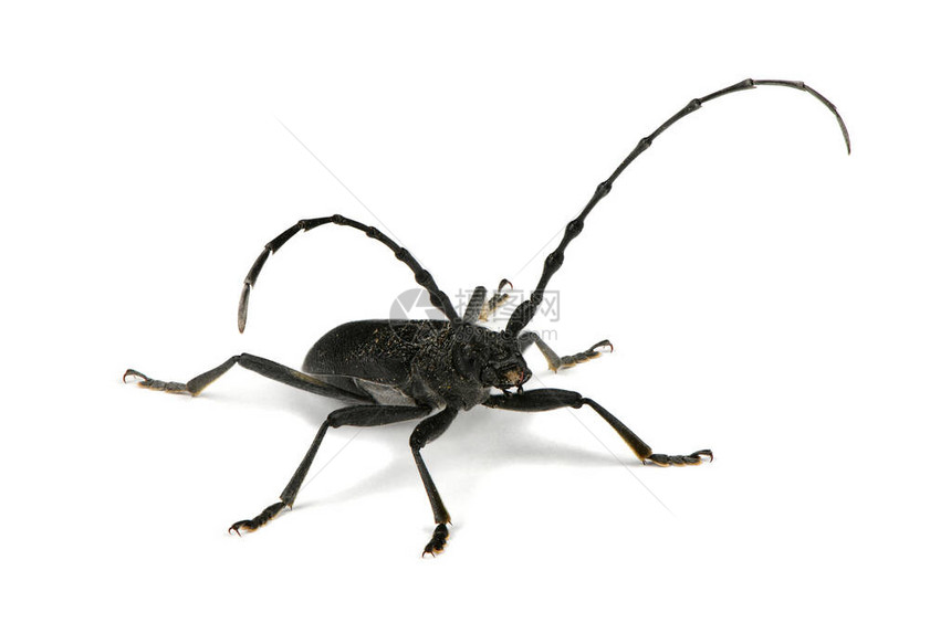 长角甲虫或小的CerambyxCerambyxscopolii在白色背景中被隔离高分辨率照片图片
