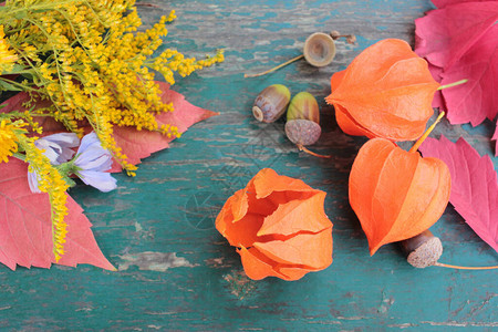 色彩多的秋叶花朵和橡子图片