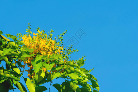 悦椿温泉在自然天空背景的Pterocarpusmacrocarpus黄色花绿叶上的indicusWilld模糊了背景开花在树背景