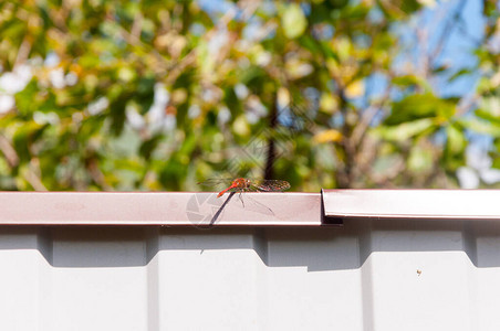 红蜻蜓坐在绿色草地背景的金属栅栏上图片