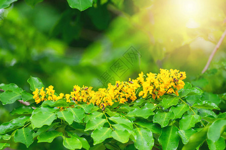 悦椿温泉Pterocarpusmacrocarpus黄色花与蜜蜂在自然背景下寻找食物绿叶上的indicusWilld模糊了背景开花在树背景