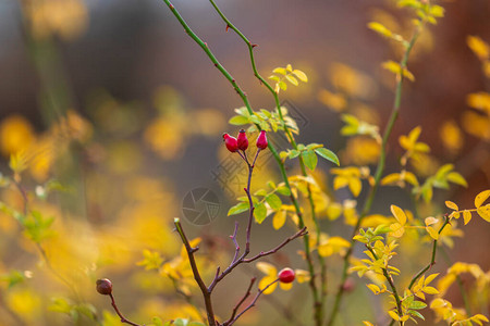美丽的玫瑰臀灌丛和秋日的果实有美丽图片