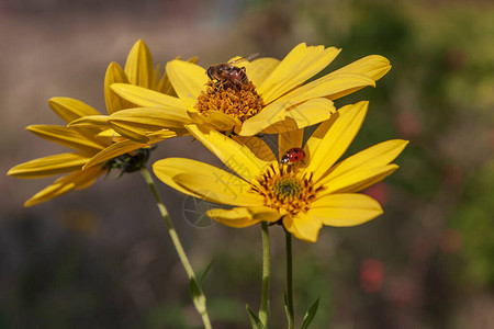 一束为蜜蜂授粉的黄色花朵图片