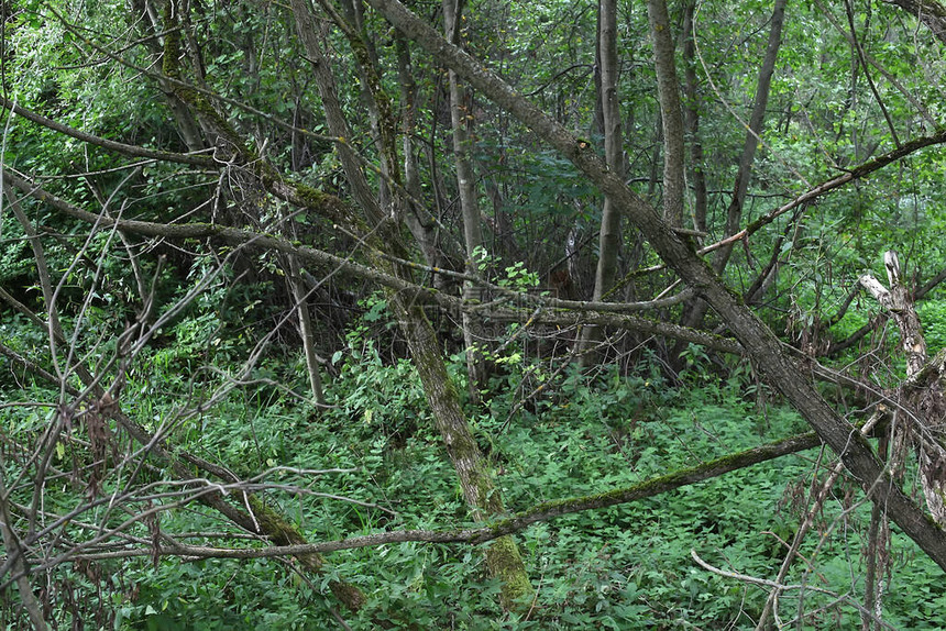 长满青苔的老树木丛生防风林图片