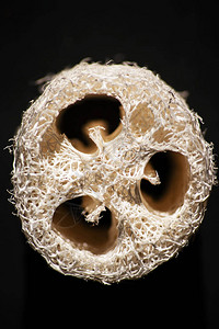露法埃伊斯蒂亚卡植物的果实生产出清洗面纱的海绵高清图片