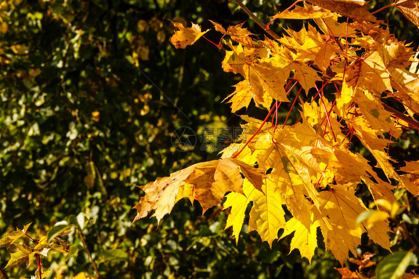 秋天树上的黄叶图片