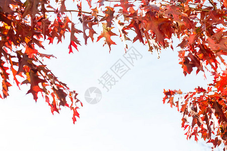 秋季公园中多彩的叶子秋天离开天空背景秋树以图片