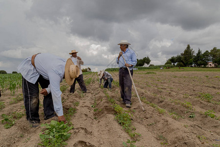 在墨西哥的农田里手工种植阿玛兰特胡斯人Ammara高清图片