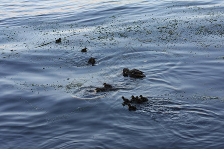 鸭妈和小鸭子在河里游泳图片