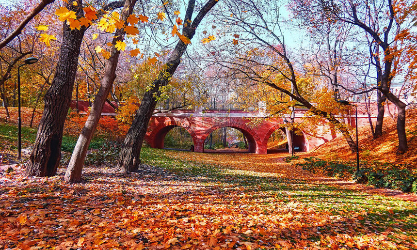 莫斯科秋天市公园的金树图片