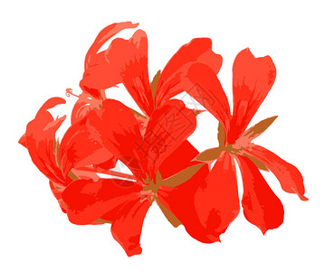 天竺葵花的特写镜头天竺葵是422种一年生二年生和多年生植物的一个属图片