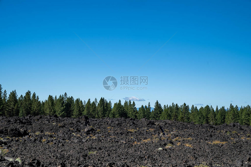 NewberryVolcano纪念碑火山岩浆流边缘生长的松树负空图片