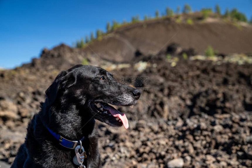 黑拉布多食狗犬喜欢参观俄勒冈州新莓火山纪念碑的Lava土地图片