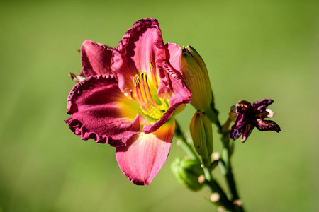 鲜艳的深红色萱草西罗亚姆保罗瓦茨植物被称为黄花菜百合或百合植物图片