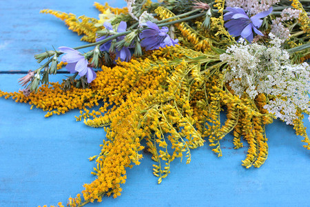 蓝色木桌上的黄色花朵自然花卉背景一堆药用植物黄花蓍草和菊苣顶视图片
