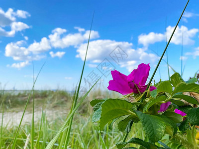 红玫瑰花瓣和草莓夏日沙滩背景蓝天白云在海洋自然景观中图片