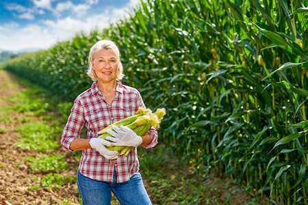 有玉米庄稼的妇女农夫图片