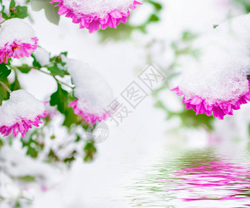 雪中美丽的粉红菊花冬季花园的霜图片