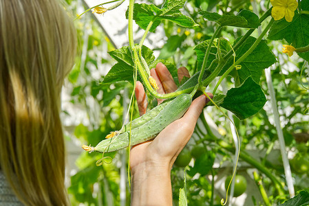 园艺人员检查黄瓜的质量在温室里摘黄瓜家庭园艺图片