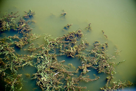 沉水植物Elodea是6种水生植物的基因背景