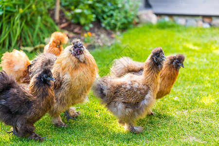 Silkie母鸡和公鸡在花园里寻找食物图片