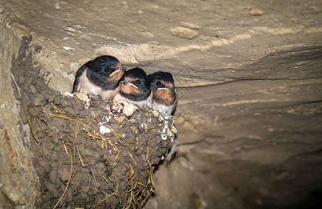 巢穴里有三个洞穴燕子闭图片