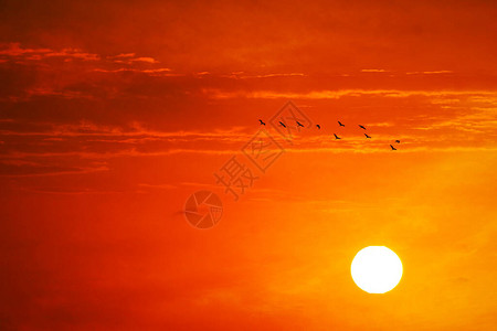 黄天有十只鸟飞回家晚上的日落橙红图片