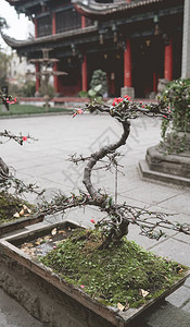 花园里开着红色花朵的小盆景树图片