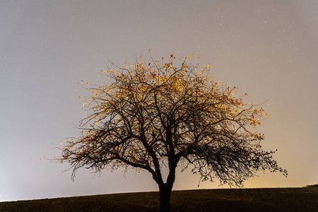 夜晚的树与星高清图片