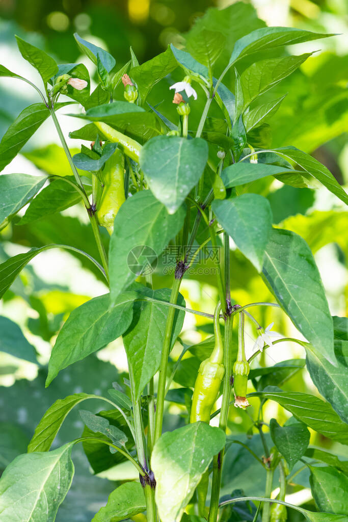 各种自然生长的辣椒的照片图片