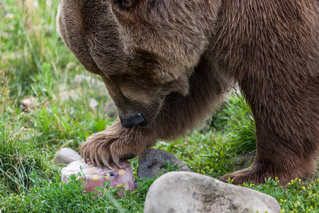 一只雄灰熊用前爪在炎热的夏日图片