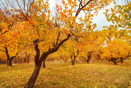 秋天公园里五颜六色的美丽树木图片